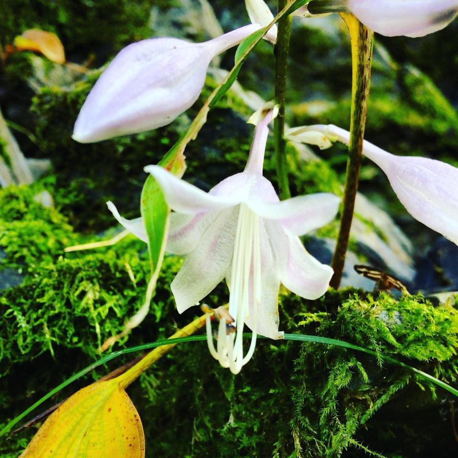 Otsu Nature Garden Akiruno Eksteriør billede